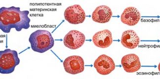 Повышены лейкоциты в крови: что это значит у ребенка