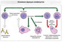 Норма лимфоцитов в крови у ребенка