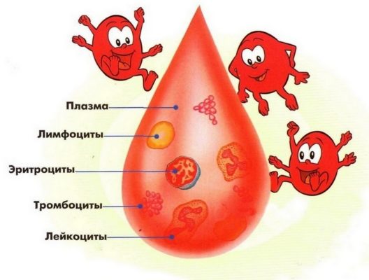 Норма лимфоцитов в крови.jpg