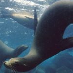 okeanarium-volgograd-e1477596907829