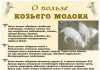 Козье молоко: полезные свойства и противопоказания