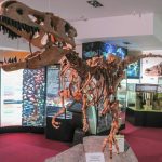 vyatskij-paleontologicheskij-muzej