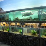 muzej-akvarium-ryby-amura-amurarium