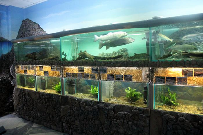 Музей-аквариум «Рыбы Амура» («Амурариум»)