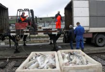 Рыбаки раскатали вагоны и создали логистический коллапс
