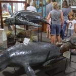muzej-okeanografii-i-rybnogo-hozyajstva-yugniro-