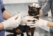 «Очередные правила». Новый закон относительно животных может вступить в силу